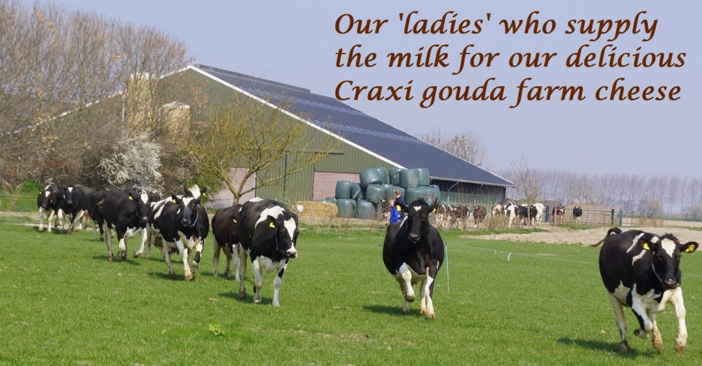 About our "ladies" who supply the milk for our delicious Craxi raw milk gouda farm cheese