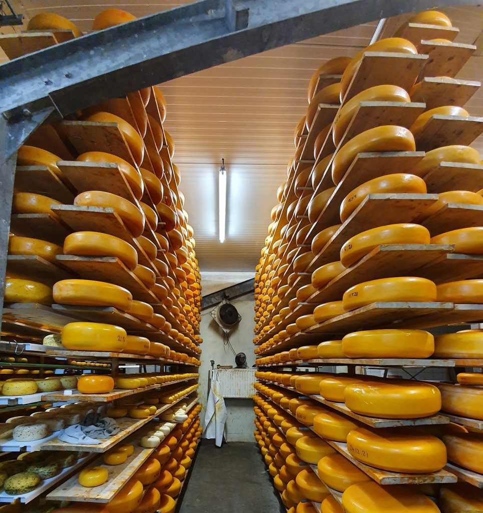 Acerca un secreto bien guardado, el tradicional queso campesino Gouda elaborado con leche cruda de vaca en la quesería de los Países Bajos