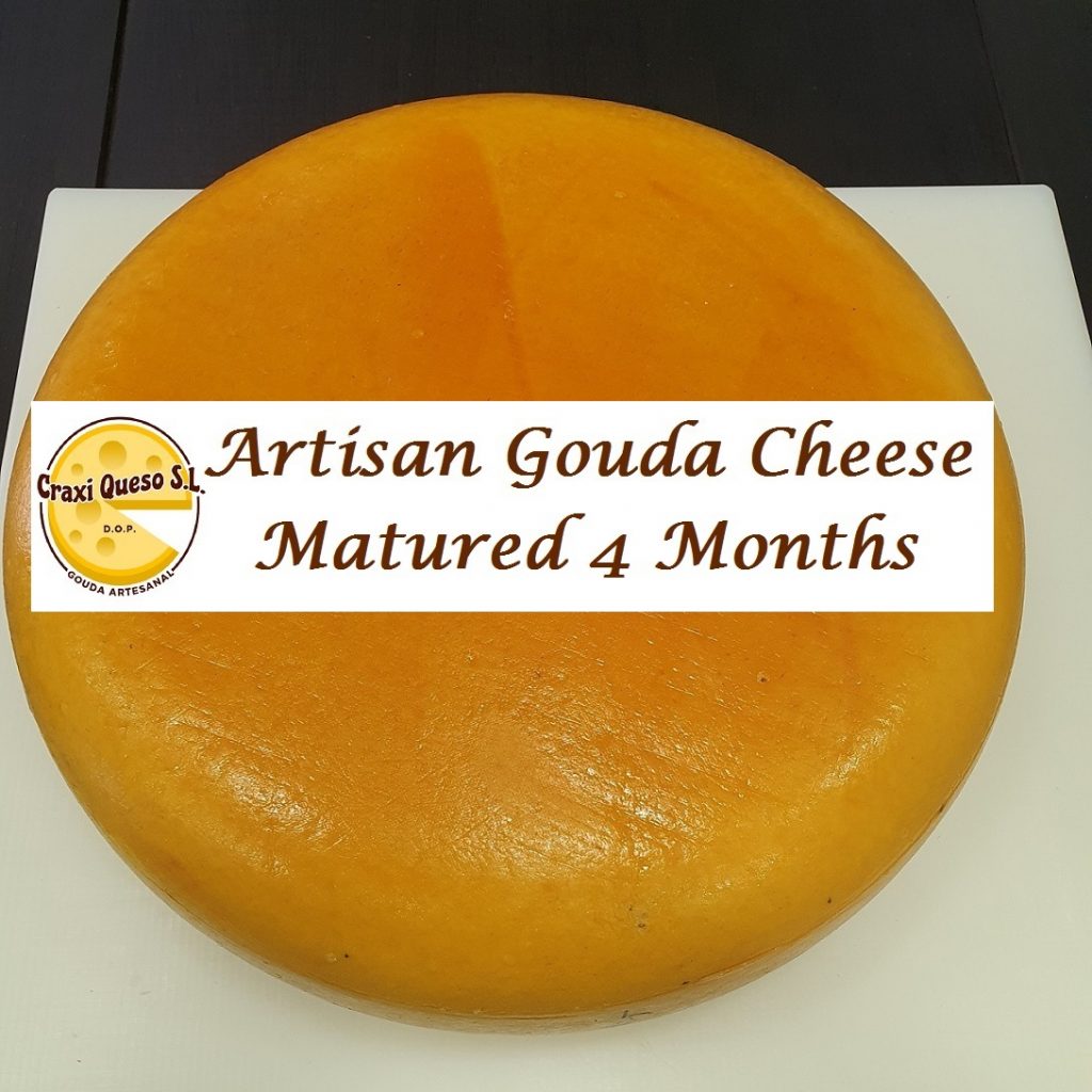 Artisan semi-cured cheese. Whole cheese wheel of Dutch Craxi Gouda farmstead cheese (4 months matured) made from raw cow's milk