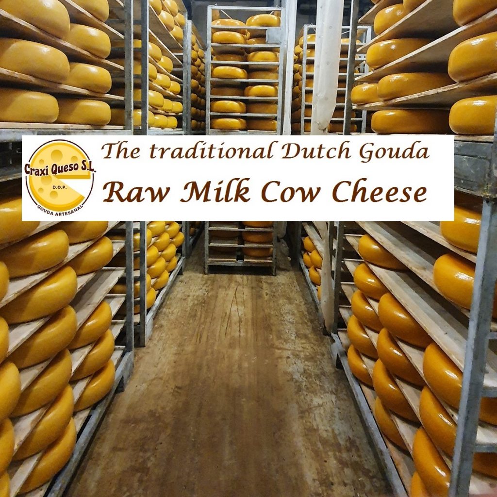 The traditional Dutch Gouda raw milk cow Cheese